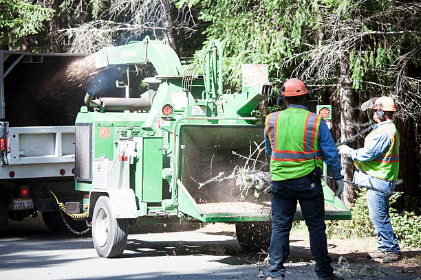 How Our Tree Care Process Works  in  Cleburne, TX