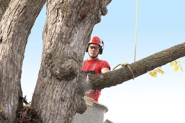 Trusted Cleburne, TX Tree Care Experts